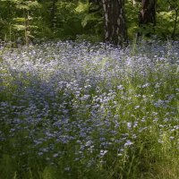 Лесные цветы :: Сергей Швечков Лесные цветы :: Сергей Швечков