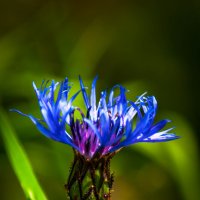 Василёк и мураш. :: Анатолий Нецепляев