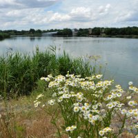 На пруду :: Надежда Куркина 