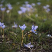 В последние хмурые дни придорожных крокусов. :: Анатолий Щербак