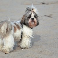 Ах, отстаньте ! :: Андрей Николаевич Незнанов