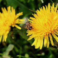 Почти лето :: Тамара Вебер