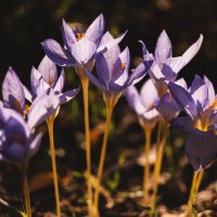 На исходе осенней жизни. :: Анатолий Щербак