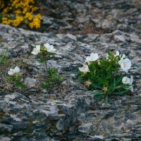 Крвм. На Аю-Даге. Май 2025 :: Вячеслав Владимирович