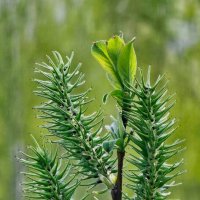 Первые листочки :: Михаил Свиденцов