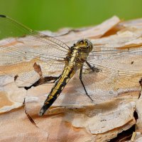 из снятого сегодня  2 :: Александр Прокудин