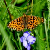 из снятого сегодня 5 :: Александр Прокудин