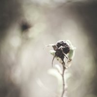 фото :: Iulia Efremova