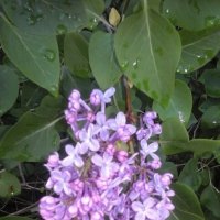 Сирень :: Сергей Кочнев