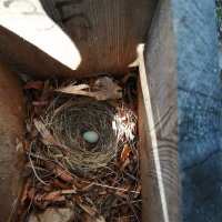 птицы :: Ирина 