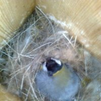 птицы :: Ирина 