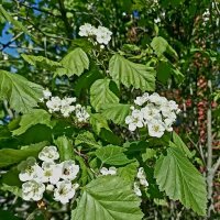 Боярышник :: Veera V