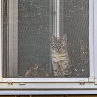 Кошки на окошке :: Валерий Иванович