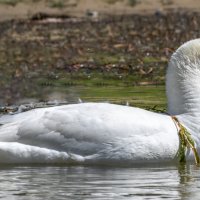 Белый лебедь :: Игорь Сикорский