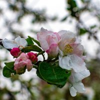 Весна :: Петр 