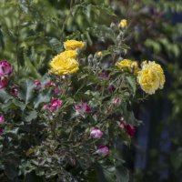 На одном кусту жёлтые и красные розы :: Валентин Семчишин