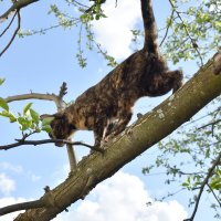 деревеннская  кошка сама забралась - сама и слезла :: petyxov петухов