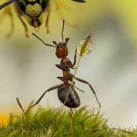 Сюрприз! :: Ирина Коледова Сюрприз! :: Ирина Коледова