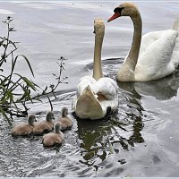 Маленькая семья. :: Валерия Комова