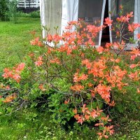 Рододендрон на нашем участке. :: Ольга Довженко Рододендрон на нашем участке. :: Ольга Довженко