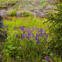 Мой город - Май ЦВЕТЫ, Цветы, цветы :: Владимир Максимов