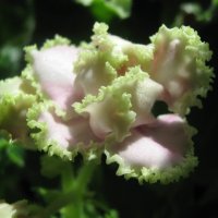 Фиалка :: Елена Семигина Фиалка :: Елена Семигина