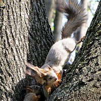 Беличьи игры :: ИРЭН@ . Беличьи игры :: ИРЭН@ .