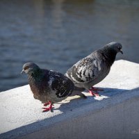 "Размолвка. На заливе"© :: Владимир Макаров