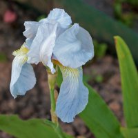 Вот и ирисы... :: Светлана 