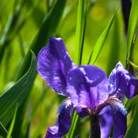 //*// :: Анатолий Нецепляев //*// :: Анатолий Нецепляев