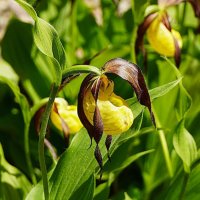 Венерин башмачок :: Татьяна Тюменка