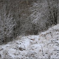 Монохром :: Елена 