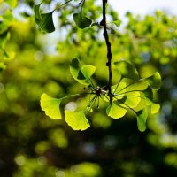 Гинкго двулопастный :: Анастасия Попова