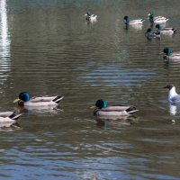 В чужой стае :: Игорь Николаев