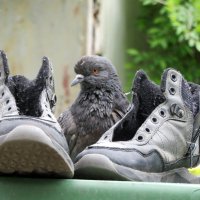 Ну и как я вам? :: Егор Бабанов Ну и как я вам? :: Егор Бабанов