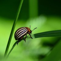 Колорадский жук :: Геннадий Супрун Колорадский жук :: Геннадий Супрун