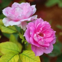 Розовые розы. :: Оля Богданович