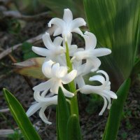 Вспоминая апрель... :: Syntaxist (Светлана)