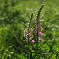 Сезон люпинов :: Ninell Nikitina