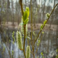 Трогательные моменты весны. :: Лилия *