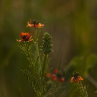 *** :: Яна Горбунова