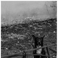 Петербург :: Лана Пипякина Петербург :: Лана Пипякина