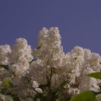 Белая сирень :: Сергей Швечков