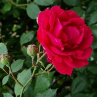 Роза :: Валерий Ткаченко