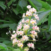 Цветение каштана :: Андрей Снегерёв Цветение каштана :: Андрей Снегерёв