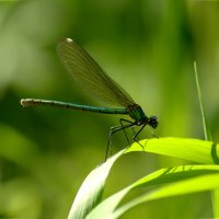 Красотка блестящая (лат. Calopteryx splendens), самка :: Сергей Владимирович Егоров