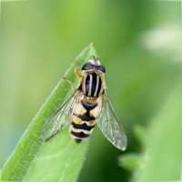 Ильница трехполосая (Helophilus trivittatus) :: Сергей Владимирович Егоров