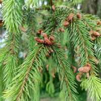 Ель (Pícea) :: Денис Бочкарёв