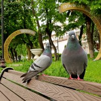 любопытные :: Игорь Kуленко