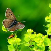 Бабочки, снятые вчера 4 :: Александр Прокудин